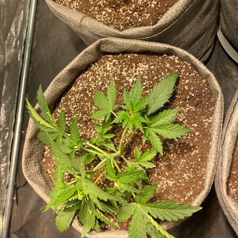 Gorilla Zkittlez Auto #2 growlog timeline photo