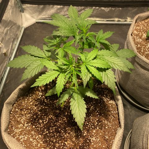 Gorilla Zkittlez Auto #1 growlog timeline photo