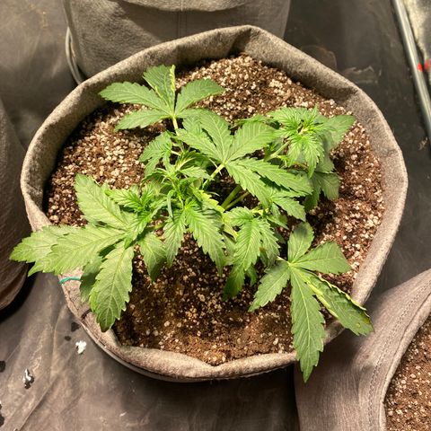 Gorilla Zkittlez Auto #2 growlog timeline photo