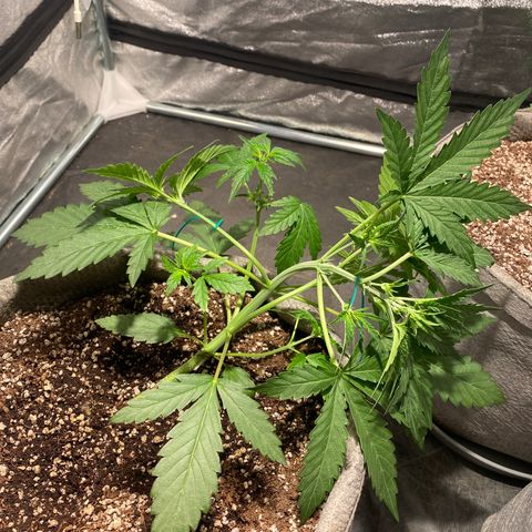 Gorilla Zkittlez Auto #1 growlog timeline photo