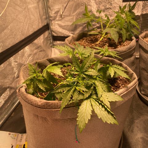 Gorilla Zkittlez Auto #2 growlog timeline photo