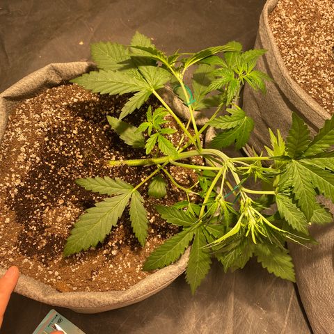 Gorilla Zkittlez Auto #1 growlog timeline photo