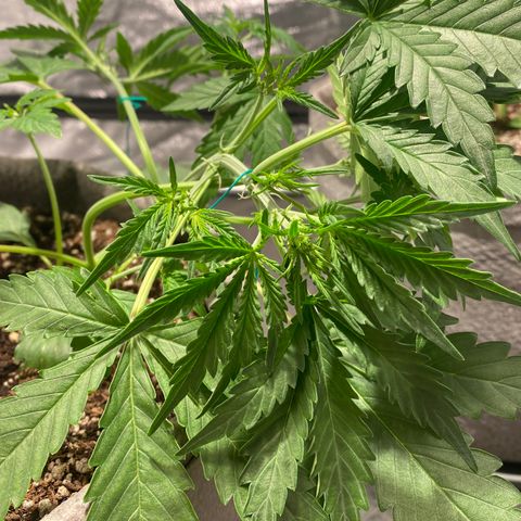 Gorilla Zkittlez Auto #1 growlog timeline photo
