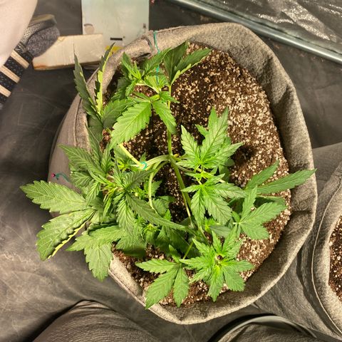 Gorilla Zkittlez Auto #2 growlog timeline photo