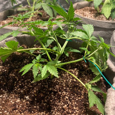 Gorilla Zkittlez Auto #2 growlog timeline photo