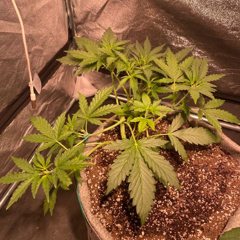 Gorilla Zkittlez Auto #1 growlog timeline photo