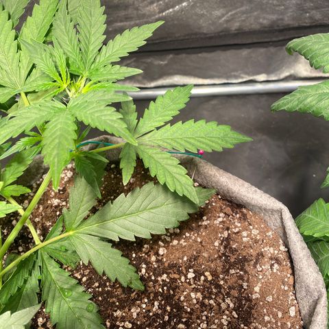 Gorilla Zkittlez Auto #1 growlog timeline photo