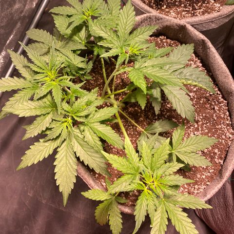 Gorilla Zkittlez Auto #2 growlog timeline photo