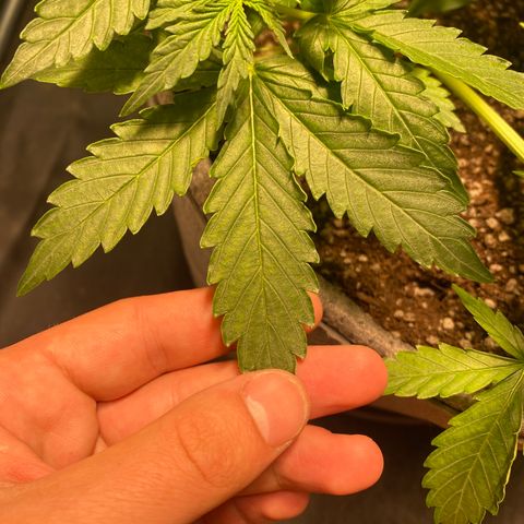 Gorilla Zkittlez Auto #2 growlog timeline photo