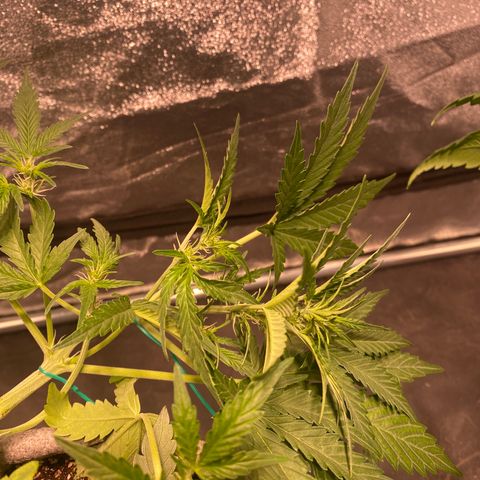Gorilla Zkittlez Auto #1 growlog timeline photo