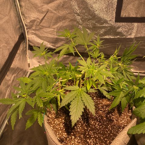 Gorilla Zkittlez Auto #1 growlog timeline photo