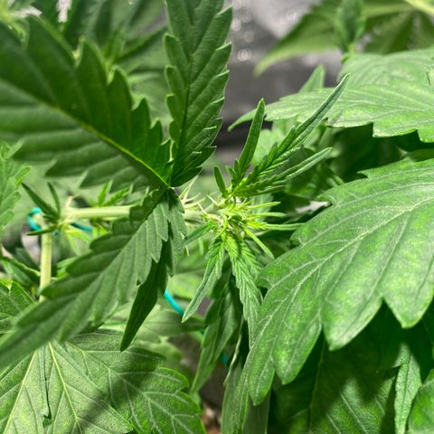 Gorilla Zkittlez Auto #1 growlog timeline photo