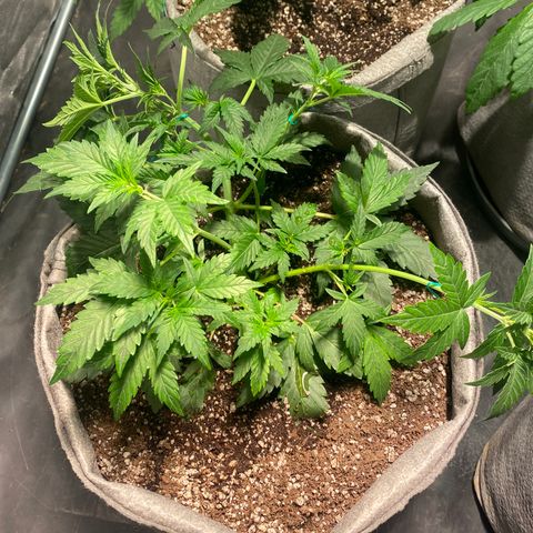 Gorilla Zkittlez Auto #2 growlog timeline photo