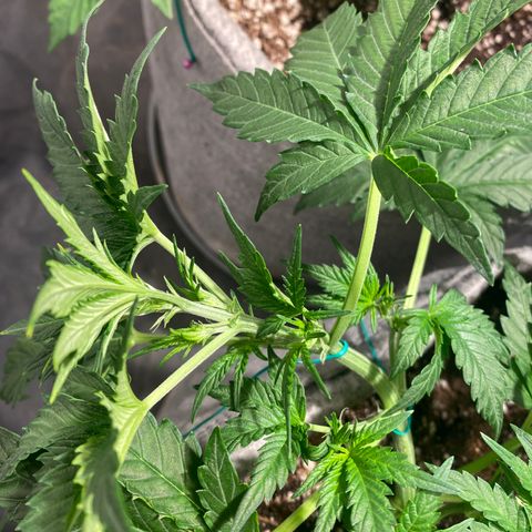 Gorilla Zkittlez Auto #2 growlog timeline photo