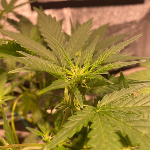 Gorilla Zkittlez Auto #1 growlog timeline photo