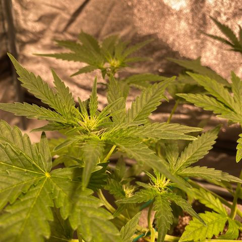 Gorilla Zkittlez Auto #1 growlog timeline photo