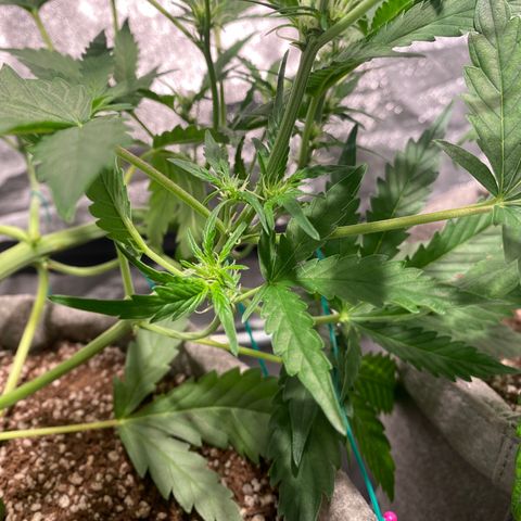 Gorilla Zkittlez Auto #1 growlog timeline photo
