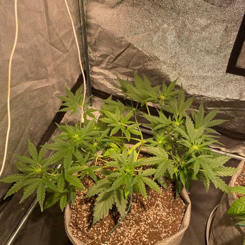 Gorilla Zkittlez Auto #1 growlog timeline photo