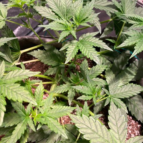 Gorilla Zkittlez Auto #2 growlog timeline photo