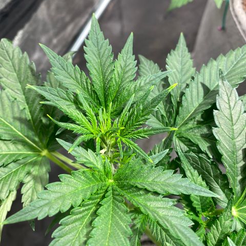 Gorilla Zkittlez Auto #2 growlog timeline photo