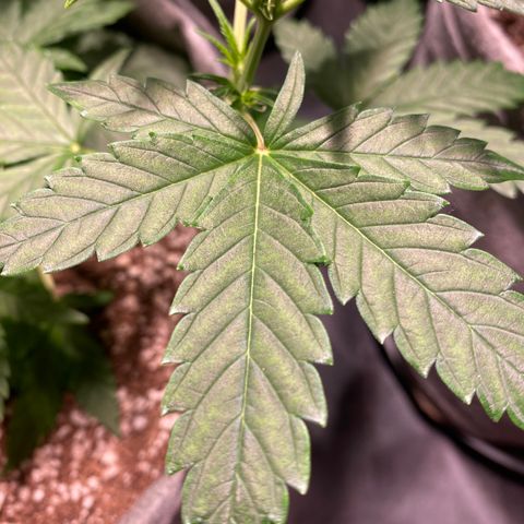 Gorilla Zkittlez Auto #2 growlog timeline photo