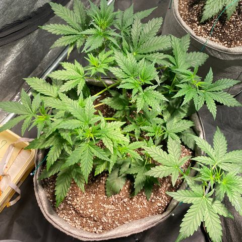Gorilla Zkittlez Auto #2 growlog timeline photo