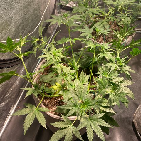 Gorilla Zkittlez Auto #2 growlog timeline photo
