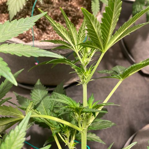 Gorilla Zkittlez Auto #2 growlog timeline photo