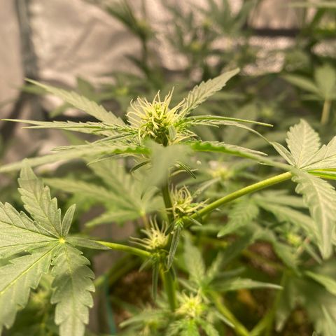 Gorilla Zkittlez Auto #1 growlog timeline photo