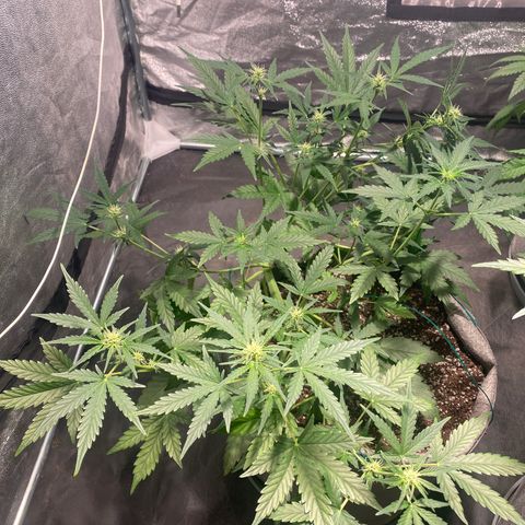Gorilla Zkittlez Auto #1 growlog timeline photo