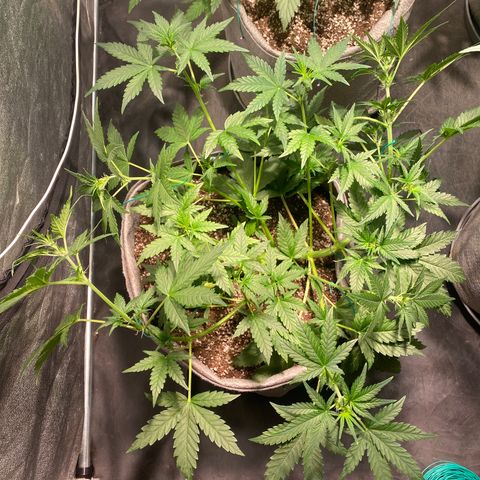 Gorilla Zkittlez Auto #2 growlog timeline photo