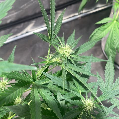 Gorilla Zkittlez Auto #1 growlog timeline photo