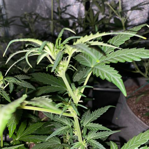 Gorilla Zkittlez Auto #2 growlog timeline photo