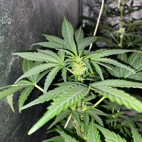 Gorilla Zkittlez Auto #2 growlog timeline photo