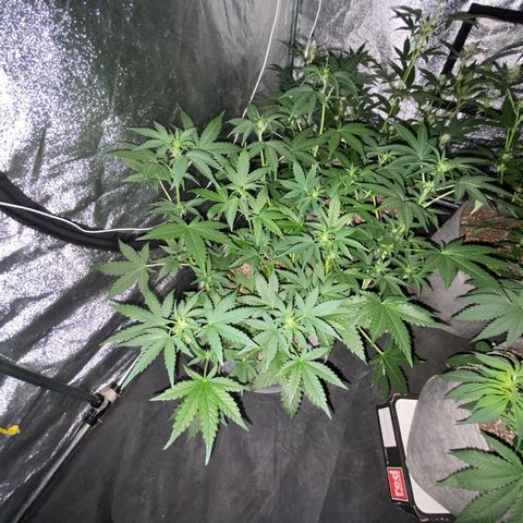 Gorilla Zkittlez Auto #2 growlog timeline photo