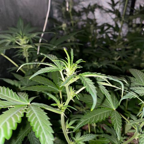 Gorilla Zkittlez Auto #2 growlog timeline photo