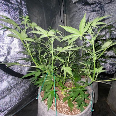 Gorilla Zkittlez Auto #2 growlog timeline photo