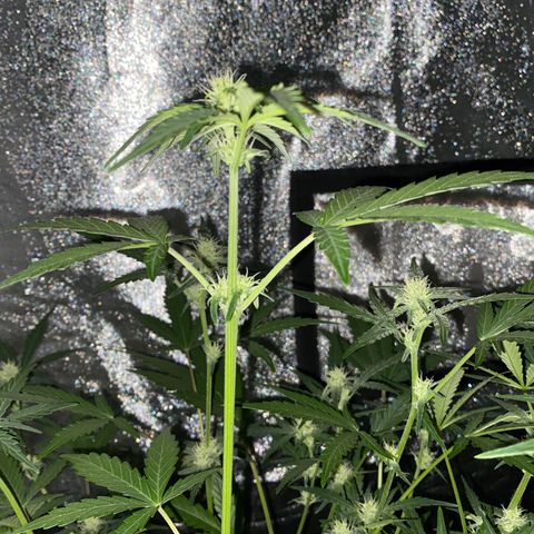 Gorilla Zkittlez Auto #1 growlog timeline photo