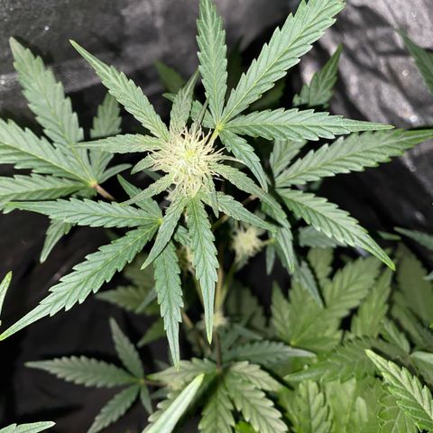 Gorilla Zkittlez Auto #1 growlog timeline photo