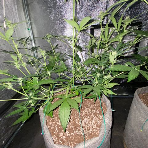 Gorilla Zkittlez Auto #1 growlog timeline photo
