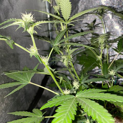 Gorilla Zkittlez Auto #1 growlog timeline photo