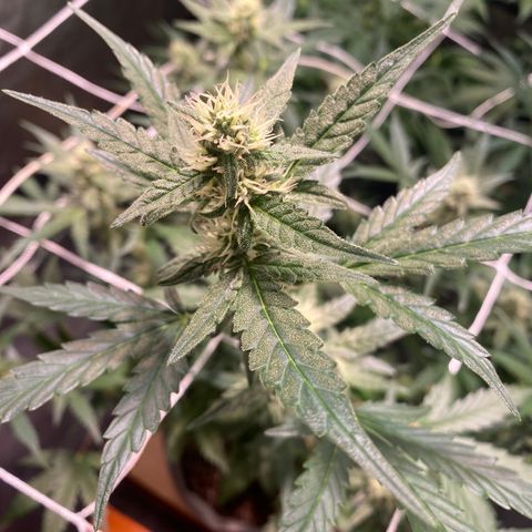 Gorilla Zkittlez Auto #1 growlog timeline photo