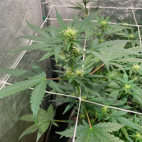 Gorilla Zkittlez Auto #2 growlog timeline photo