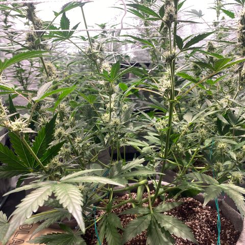 Gorilla Zkittlez Auto #1 growlog timeline photo