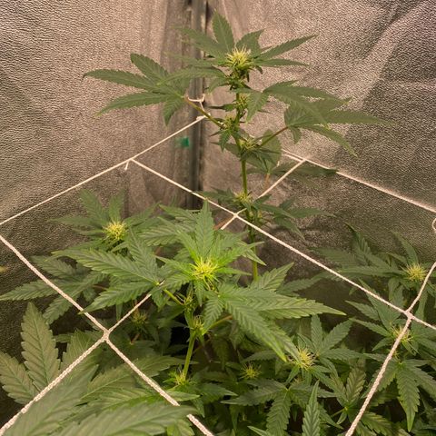 Gorilla Zkittlez Auto #2 growlog timeline photo