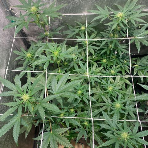 Gorilla Zkittlez Auto #2 growlog timeline photo