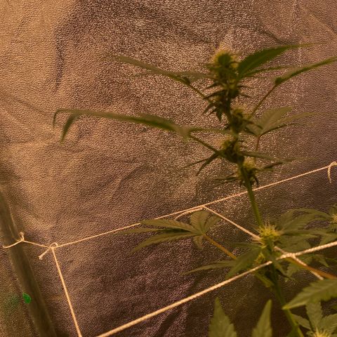 Gorilla Zkittlez Auto #2 growlog timeline photo