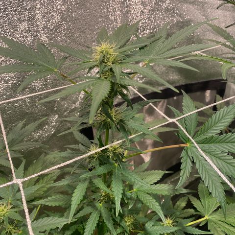 Gorilla Zkittlez Auto #2 growlog timeline photo