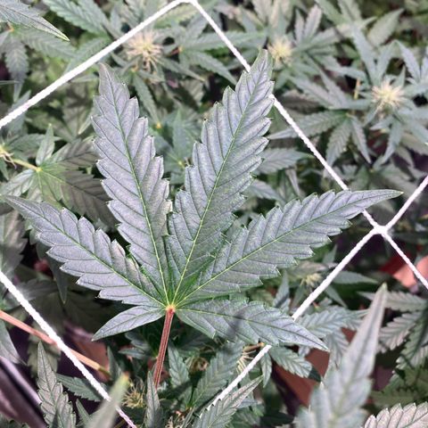 Gorilla Zkittlez Auto #2 growlog timeline photo