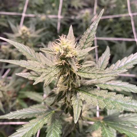 Gorilla Zkittlez Auto #1 growlog timeline photo